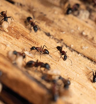 Traitement charpente Oise